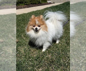 Pomeranian-Unknown Mix Dogs for adoption in Raleigh, NC, USA