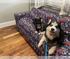 Kino - Male Siberian Husky-Unknown Mix Dog for Adoption - Photo #10