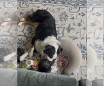 Small #2 Australian Shepherd