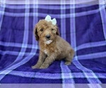 Small #1 Cavapoo (Miniature)