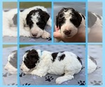 Puppy Truffle Goldendoodle