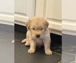 Puppy Hank Golden Retriever