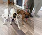 Small #3 Boxer