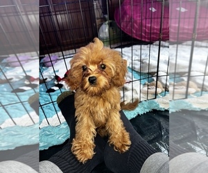 Medium Cavapoo