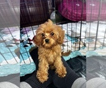 Small Cavapoo
