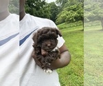 Small Photo #6 YorkiePoo Puppy For Sale in VANCEBURG, KY, USA