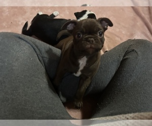 Frenchie Pug Puppy for sale in BLOOMINGTON, IL, USA