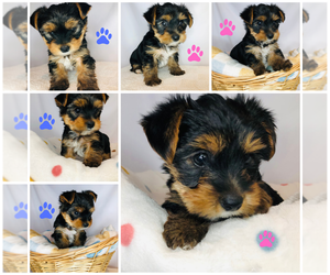 Yorkshire Terrier Puppy for sale in BRENTWOOD, TN, USA