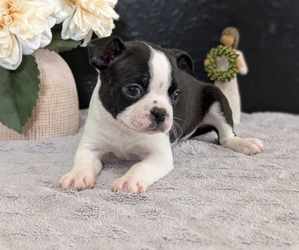Medium Photo #17 Boston Terrier Puppy For Sale in GOSHEN, IN, USA