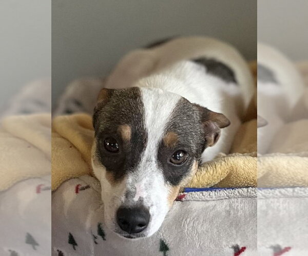 Medium Photo #7 Rat Terrier-Shiba Inu Mix Puppy For Sale in Wakefield, RI, USA