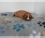 Small Photo #5 Cavalier King Charles Spaniel Puppy For Sale in CARLISLE, KY, USA