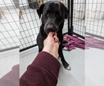Small Photo #3 Labrador Retriever-Unknown Mix Puppy For Sale in Calgary, Alberta, Canada