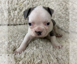 Border Terrier-French Bulldog Mix Puppy for sale in CRKD RVR RNCH, OR, USA