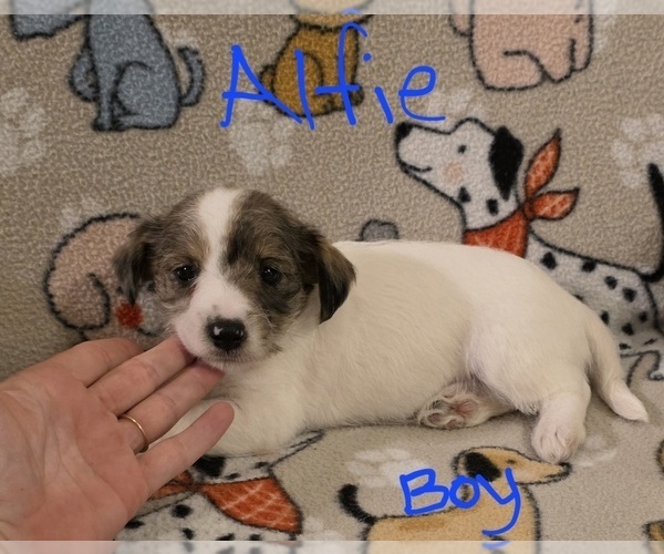 Medium Photo #17 Chizer Puppy For Sale in MONTEZUMA, GA, USA