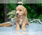 Small Photo #16 Cavapoo Puppy For Sale in KIRKWOOD, PA, USA