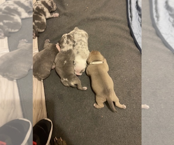 Medium Photo #1 American Pit Bull Terrier Puppy For Sale in NATIONAL HARBOR, MD, USA