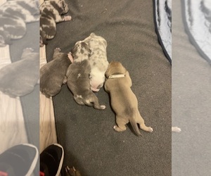 American Pit Bull Terrier Puppy for sale in NATIONAL HARBOR, MD, USA