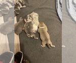 Small American Pit Bull Terrier