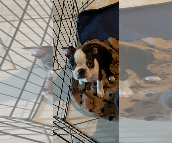 Medium Photo #2 Boston Terrier Puppy For Sale in ABILENE, TX, USA