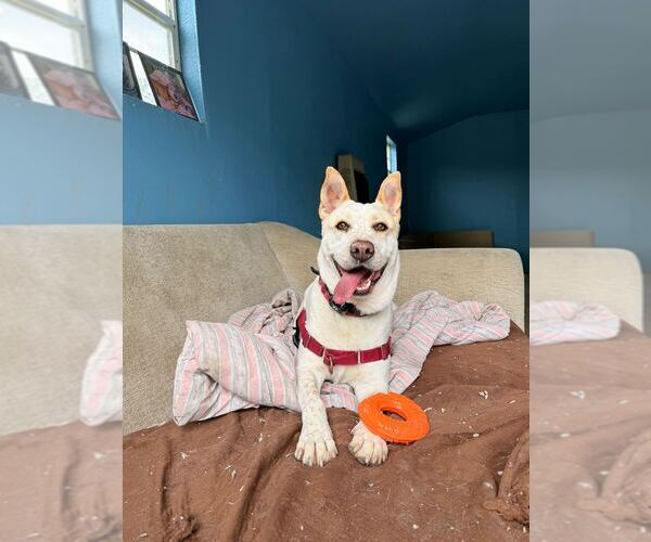 Medium Photo #9 Mutt Puppy For Sale in Elmsford, NY, USA