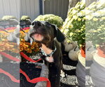 Small Photo #10 Mutt Puppy For Sale in Germantown, OH, USA