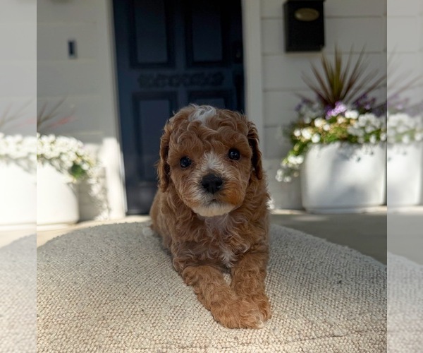 Medium Photo #5 Poodle (Miniature) Puppy For Sale in MARYSVILLE, CA, USA