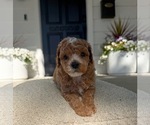 Small #4 Poodle (Miniature)