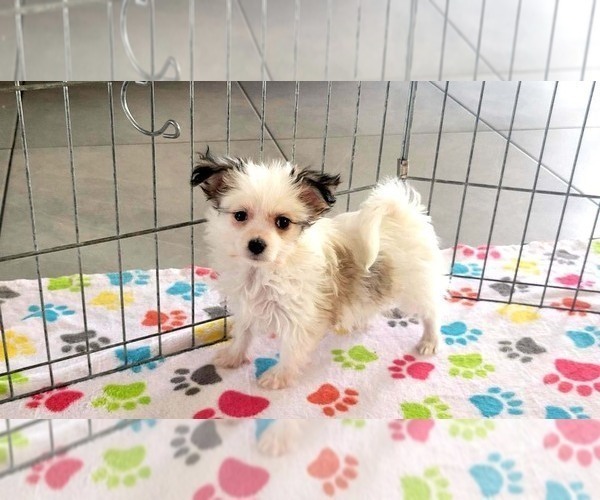 Medium Photo #10 Papitese Puppy For Sale in ORO VALLEY, AZ, USA