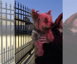 Mutt Dogs for adoption in Houston, TX, USA