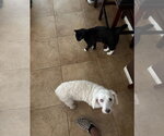 Small #1 Maltese Mix