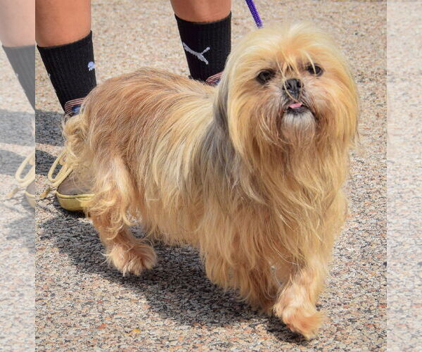 Medium Photo #3 Shih Tzu Puppy For Sale in Huntley, IL, USA