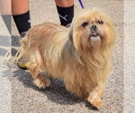 Small #2 Shih Tzu