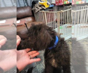 Airedoodle Puppy for sale in WHITE PINE, TN, USA