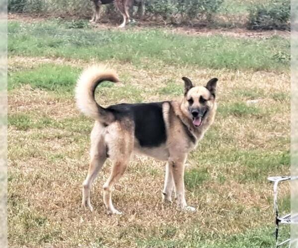 Medium Photo #2 German Shepherd Dog-Unknown Mix Puppy For Sale in San Antonio, TX, USA