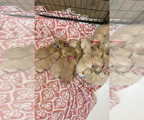Medium Photo #1 Labrador Retriever Puppy For Sale in LEESBURG, GA, USA