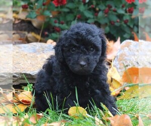 Goldendoodle-Poodle (Miniature) Mix Puppy for sale in LEBANON, PA, USA