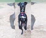 Small #3 Labrador Retriever Mix