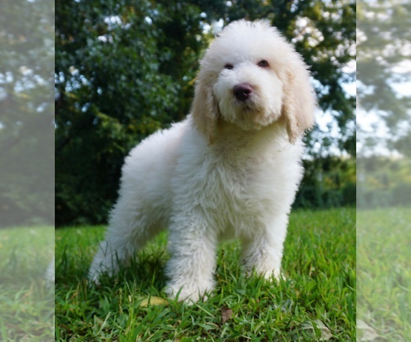 Medium Photo #1 Labradoodle-Poodle (Standard) Mix Puppy For Sale in WARSAW, IN, USA