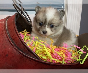 Pomeranian Puppy for sale in HI VISTA, CA, USA