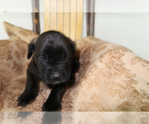 Cane Corso Puppy for sale in CHICAGO, IL, USA