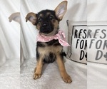 Gracie - Female German Shepherd Dog Puppy for Sale - Photo #5