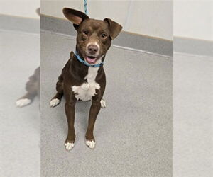 Labrador Retriever-Unknown Mix Dogs for adoption in Rancho Cucamonga, CA, USA