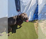 Small #3 American Staffordshire Terrier Mix