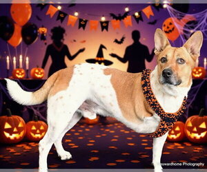 Mutt Dogs for adoption in Ocala, FL, USA