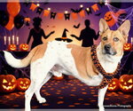 ROCKY - Male Mutt Dog for Adoption - Small photo
