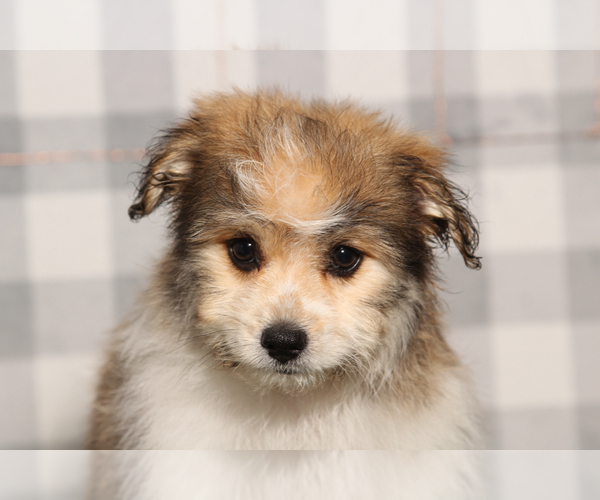Medium Photo #1 Bichon-A-Ranian Puppy For Sale in MARIETTA, GA, USA