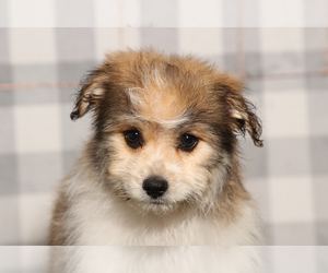 Bichon-A-Ranian Puppy for sale in MARIETTA, GA, USA