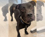 Small #7 American Pit Bull Terrier-Labrador Retriever Mix