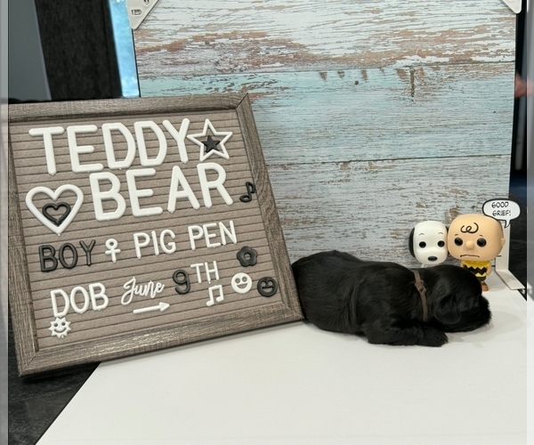 Medium Photo #20 Zuchon Puppy For Sale in NEW YORK MILLS, MN, USA