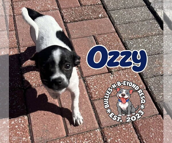 Medium Photo #2 Ratshi Terrier Puppy For Sale in Omaha, NE, USA